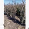 【苗圃發(fā)貨】丹東檜柏 沈陽檜柏綠化苗工程苗東北耐寒苗木批發(fā)