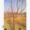 【苗圃發(fā)貨】2—10公分京桃綠化樹工程苗木東北耐寒苗木批發(fā)