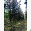 【苗圃發(fā)貨】2—8公分叢生紫葉稠李綠化樹工程樹東北耐寒苗木批發(fā)