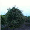 【苗圃發(fā)貨】五角楓造型球綠化樹工程苗木東北耐寒苗木批發(fā)