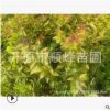 【苗圃直發(fā)】批發(fā)叢生40—120公分金山金艷綠化工程苗