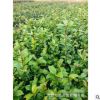 湖南君琳苗圃 低價(jià)批發(fā) 茶花小苗 茶梅小苗