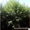 批發(fā)菊花碧桃樹苗道路綠化小區(qū)綠化規(guī)格齊全 山東菊花碧桃基地