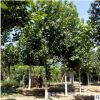 山東速生法桐樹苗價(jià)格基地直銷苗圃直銷 懸鈴木市場行情成活率高