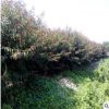 批發紅葉碧桃樹苗小區綠化規格齊全 紫葉桃基地 山東紅葉桃主產區