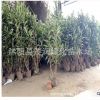 庭園綠化綠籬用常青灌木植物 法國冬青珊瑚樹四季常青苗圃