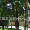 刺槐苗 刺槐樹苗 洋槐、刺兒槐量大批發