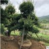 湖南苗圃大量批發供應造型三年樹高3米多桿異形的欏木石楠