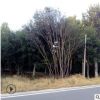 山東優質精品園林綠化工程樹苗叢生五角楓移栽苗成活率高基地直銷