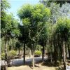 優質精品園林綠化工程樹苗移栽苗成活率高基地直銷香花槐紅花槐樹