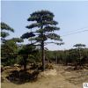山東優質精品園林綠化工程樹苗移栽苗成活率高基地直銷造型黑松樹