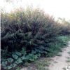 山東泰安特價1-15公分紅葉碧桃樹苗產地貨源廠家直銷紫葉碧桃批發