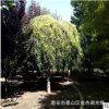 10-12-6-8-15-18-20-30-40-50-60公分金葉垂榆樹苗基地價格行情