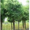移植大葉女貞價格 更新大葉女貞8公分價格 12公分大葉女貞價格