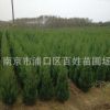 綠化苗木蜀檜小苗塔柏檜柏松樹塔柏苗龍柏樹苗 蜀檜苗掃墓柏樹苗