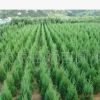 蜀檜價格 南京蜀檜價格 揚州蜀檜價格 成都蜀檜價格信息