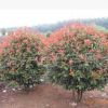 批發(fā)紅葉石楠球基地 南京紅葉石楠球報(bào)價(jià) 紅葉石楠球價(jià)格