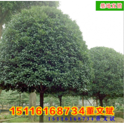批發(fā)骨架香樟樹(shù) 移植規(guī)格齊全 量大從優(yōu)香樟常綠喬木湖南基地廠(chǎng)家