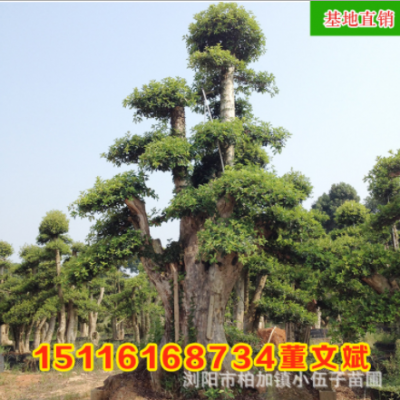 批發(fā)造型羅木石楠古樁樹(shù) 園林綠化工程苗木精品庭院常綠 基地直銷