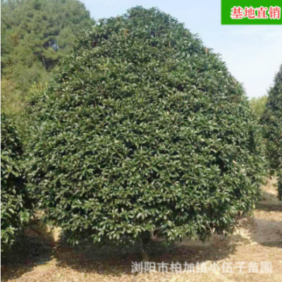批發(fā)地籠桂花樹 大量供應(yīng)園林綠化庭院工程苗木 湖南基地直銷