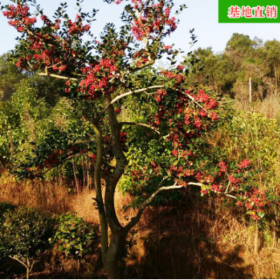 批發(fā)造型無(wú)刺狗骨 精品綠化苗木進(jìn)化空氣去甲醛樹(shù)苗 基地直銷