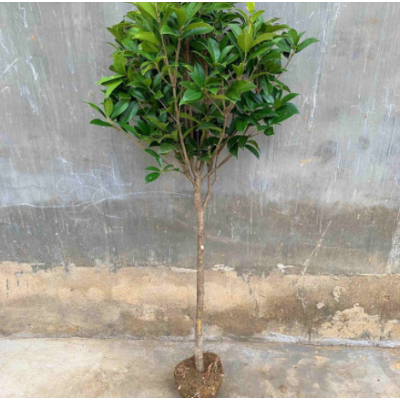 桂花樹苗常青盆栽植物室內四季桂月月桂八月桂樹批發
