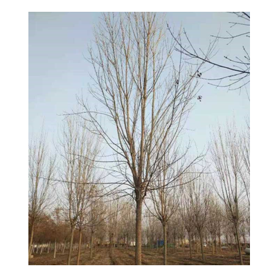 今年白蠟開(kāi)春價(jià)格怎么樣 采購(gòu)白蠟可以到山東 白蠟行情