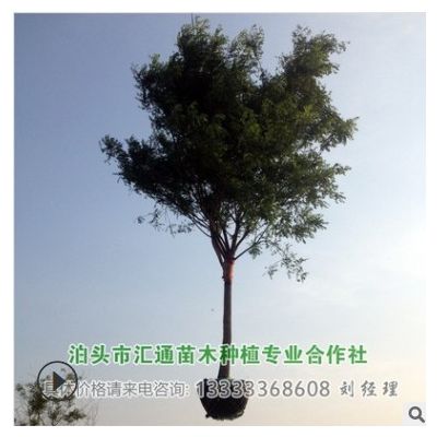 供應國槐 河北國槐 滄州國槐 泊頭國槐14公分