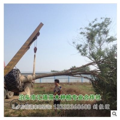 供應綠化喬木國槐 滄州國槐 崔爾莊國槐 河北國槐基地7-19公分