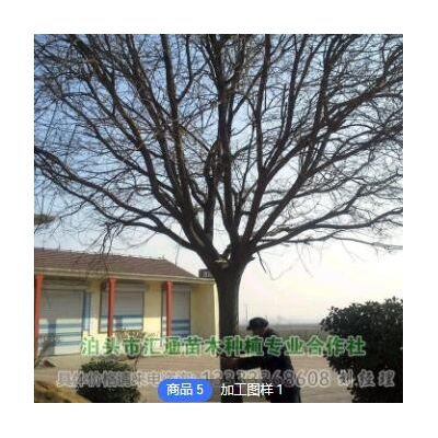 [國槐基地] 滄州國槐11-25公分移植苗，