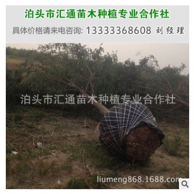 滄州國槐供應 8-20公分大國槐 崔爾莊國槐
