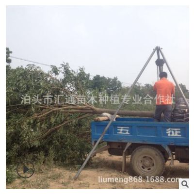 崔爾莊國槐12公分 13公分國槐價格 山東國槐12公分出圃中