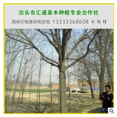 現(xiàn)貨供應(yīng)直徑25公分的國槐