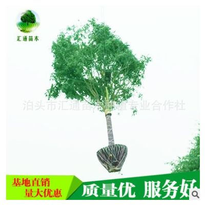 國槐供應(yīng) 苗木 國槐 樹苗 國槐樹苗批發(fā)國槐