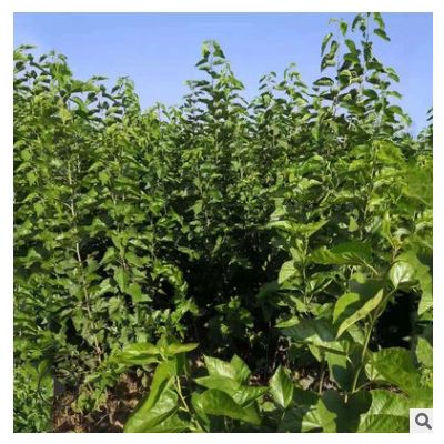 基地批發(fā) 桑葚子樹苗 2至3公分黑珍珠桑葚苗成品樹苗果實香甜