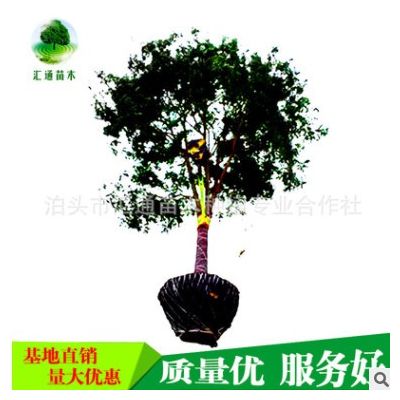 廠家供應(yīng)國槐平頭國槐一年國槐價格 國槐小苗 國槐樹苗批發(fā)