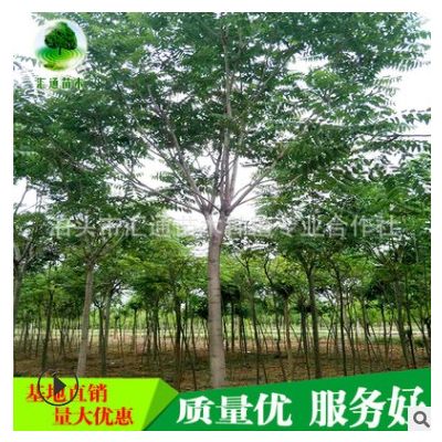 批發(fā)椿樹苗 工程綠化苗木椿樹出售 規(guī)格全