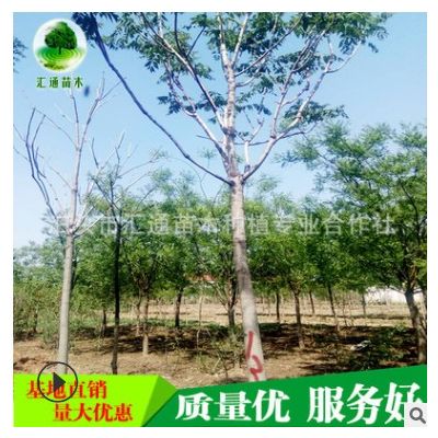 椿樹長年批發(fā) 供應(yīng) 椿樹 樗白皮 椿樹 臭椿皮 椿樹 小苗