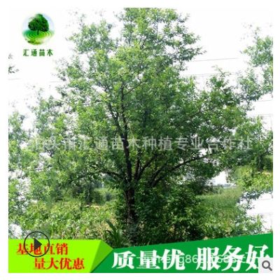 供應古棗樹、古棗樹、景觀棗樹 規格全 高古棗樹批發