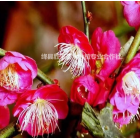 哪里有骨里紅梅樹？骨紅梅地徑10公分價格，12公分骨里紅梅報價