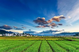 2021苗木行業(yè)新姿態(tài)，拿什么樣的思維來(lái)面對(duì)？