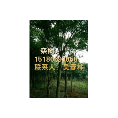 今日欒樹最新報(bào)價(jià)信息_江西哪家的欒樹價(jià)格便宜_專業(yè)欒樹供應(yīng)基地