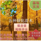 銀杏樹(shù)苗 綠化苗金葉銀杏大樹(shù) 白果苗占地苗 街道綠化苗 量大基地