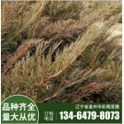 沙地柏 彩霞廠家批發(fā)綠化苗 規(guī)格齊全 工程綠化 地被植物