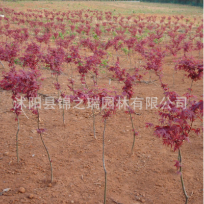 日本紅楓樹(shù)苗批發(fā)園林行道植物 中國(guó)紅楓樹(shù) 紅楓盆景日本紅楓小苗
