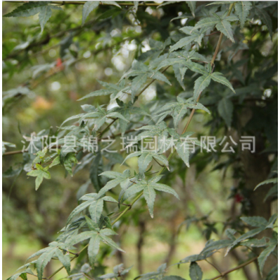 批發(fā)精品日本紅楓樹(shù)苗 行道風(fēng)景樹(shù) 三季紅楓 工程綠化苗木