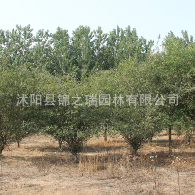 垂絲海棠樹(shù)批發(fā) 可盆栽垂絲海棠花樹(shù)海棠盆景園林綠化苗木