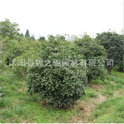 庭院可盆栽金桂花苗 綠化工程苗木 觀花植物 金桂桂花樹(shù)苗批發(fā)