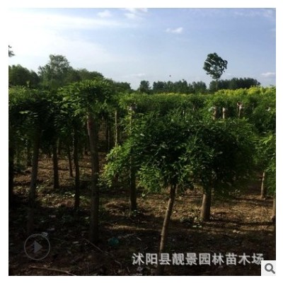 行道樹(shù)金枝槐 黃金槐 嫁接黃槐 老槐樹(shù) 金枝國(guó)槐 綠化工程樹(shù)苗