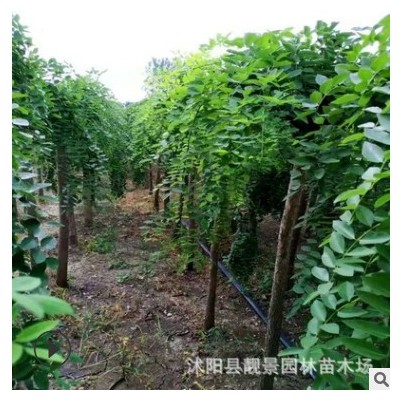 江蘇基地龍爪槐樹(shù)苗 行道槐樹(shù)綠化造型樹(shù)園林道路庭蔭樹(shù)垂槐苗
